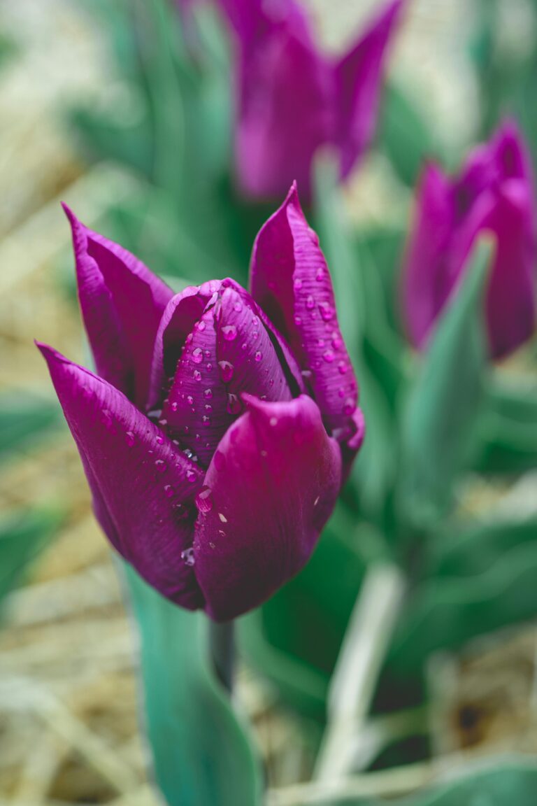 purple tulip