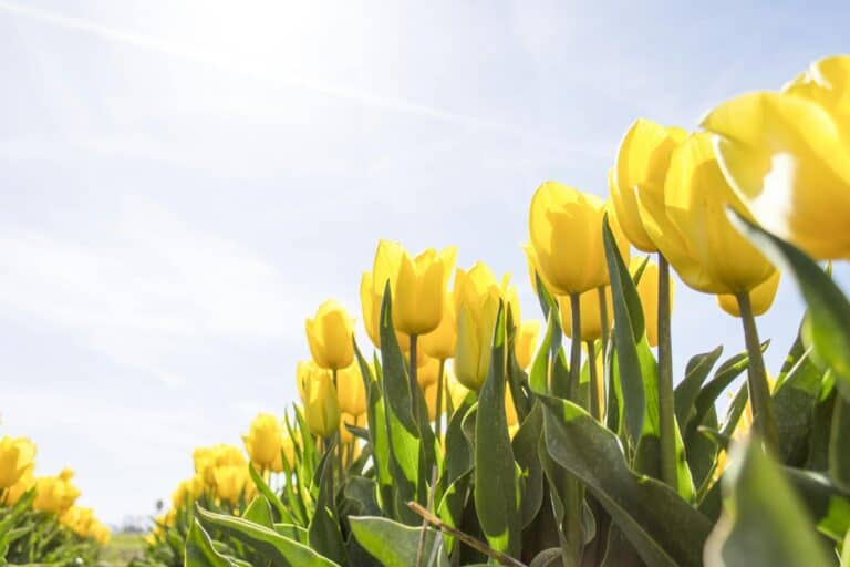 yellow tulips