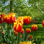 Keukenhof wheelchair accessible tour